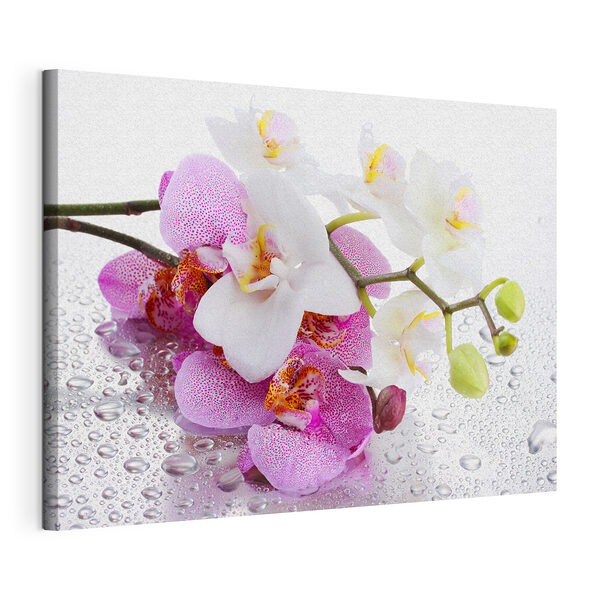 Vászonképek A vízcseppekkel borított orchideák ragyognak