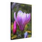 Vászonképek A finom magnólia tavasszal kinyílik