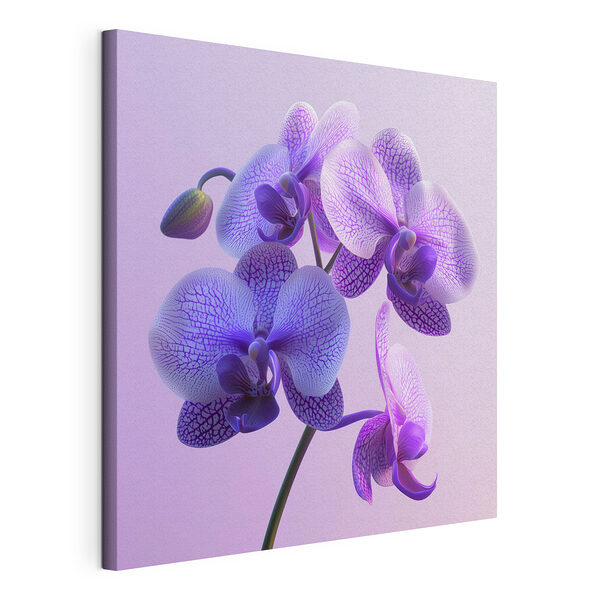 Vászonképek Lila és fehér orchidea virág