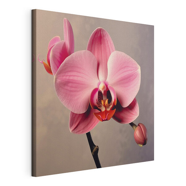 Virágzó, finom rózsaszínű orchidea Vászonképek Virágzó, finom rózsaszínű orchidea